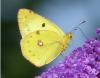 Colias sp.